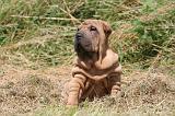 SHAR-PEI 871